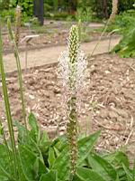 Plantain intermediaire, Plantago media (fam Plantaginacees) (Europe, Asie) (3) (Photo F. Mrugala)